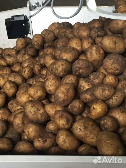 Продам картофель Гала