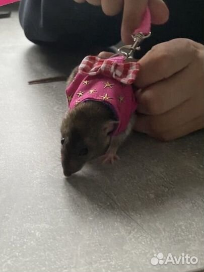 Крысы крысята