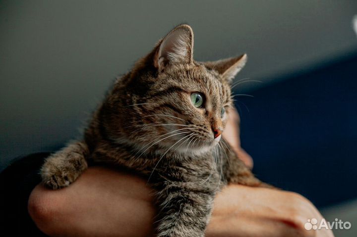 Прекрасная Рита ищет дом