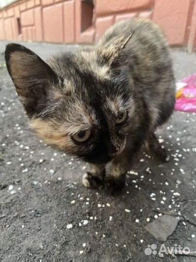 Кошечка Муся в добрые руки