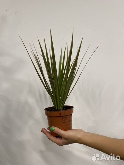 Пальма драцена маргината