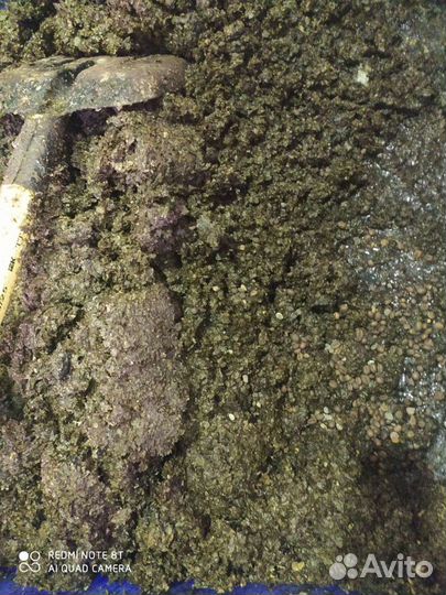 Шелуха кофейный