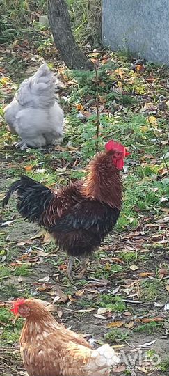 Петух кучеряввй