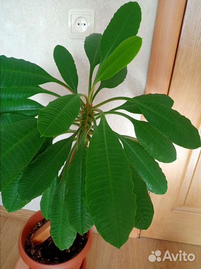 Молочай беложильчатый (Эуфорбия)