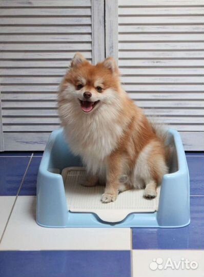 Лоток туалет для собак