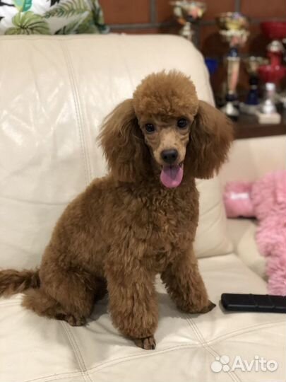 Той-пудель вязка