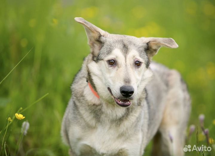 Спокойная скромная собака в добрые руки