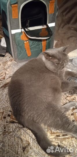 Рюкзак-переноска для животных