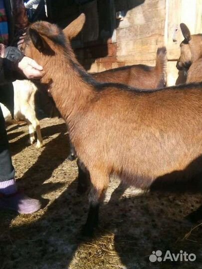 Зааненские козы и Чешские