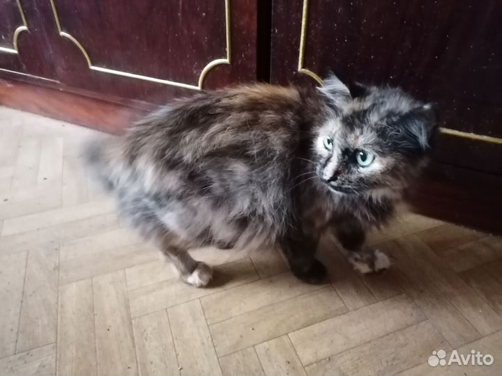 Кошка трехцветная в добрые руки