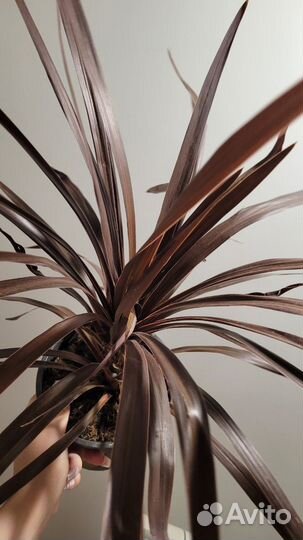 Пальма драцена