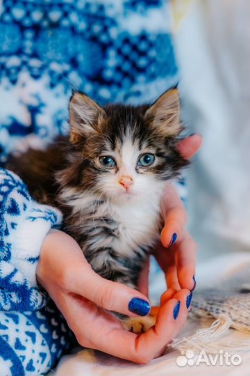 Малышка Лисовичек ищет дом