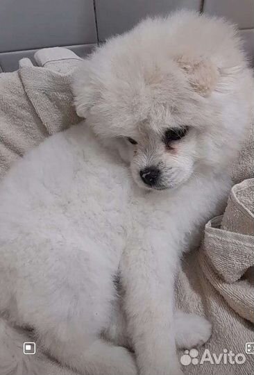 Щенки шпица