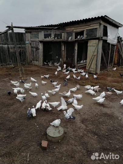 Бакинские голуби