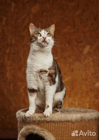 Чудесная Алиса в мраморной шубке ищет свое счастье