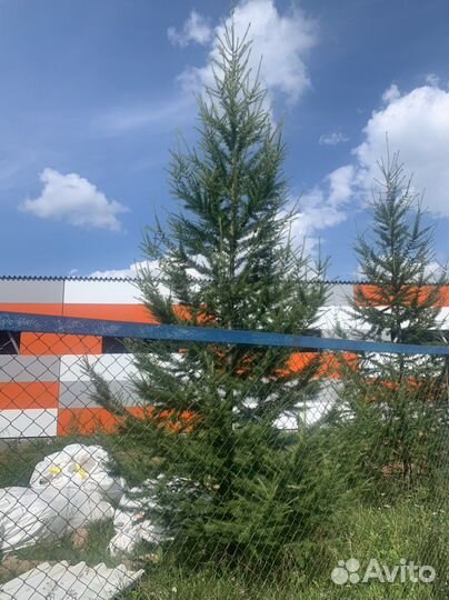 Лиственница