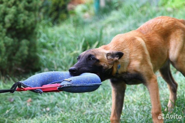 Дрессировка и воспитание собак