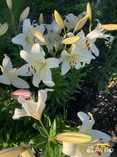 Многолетние цветы