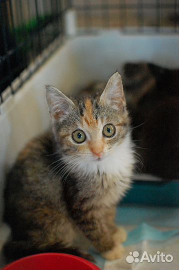 Котенок в добрые руки