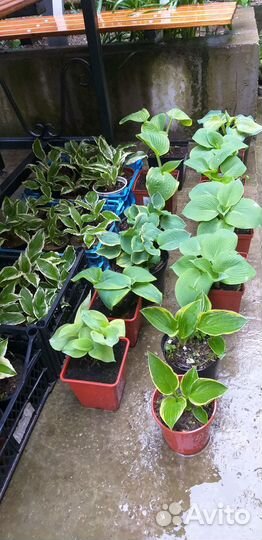 Саженцы хосты