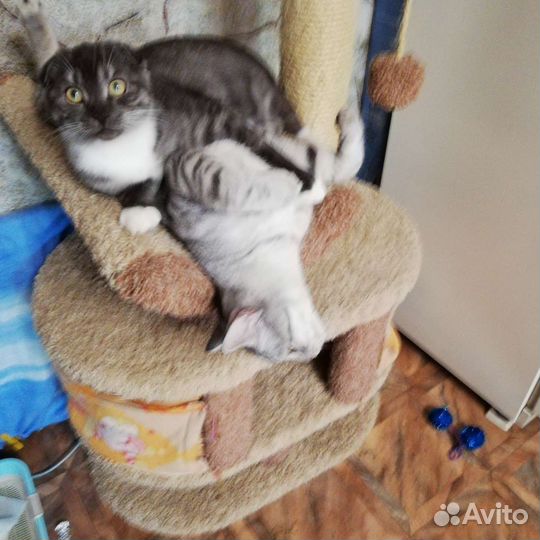 Котята шотландские вислоухие