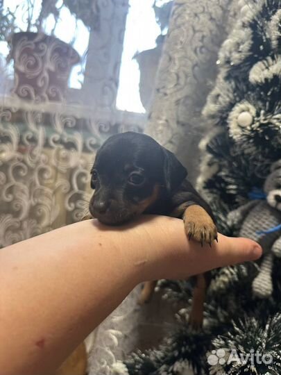 Той-терьер щенки