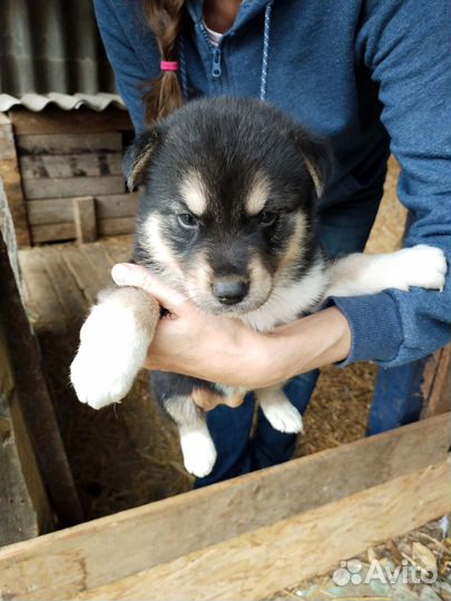 Щенки в добрые руки