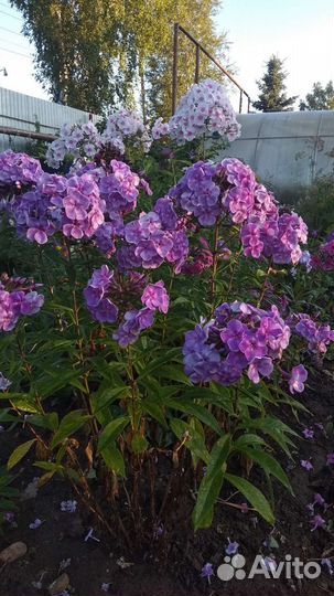 Флоксы сортовые