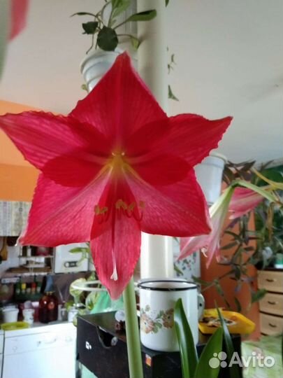 Гиппиаструм