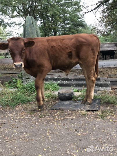 Бычок и телка