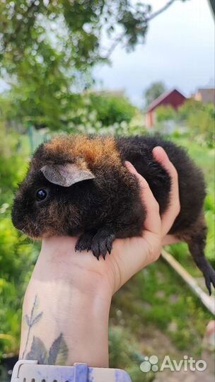 Морская свинка тедди