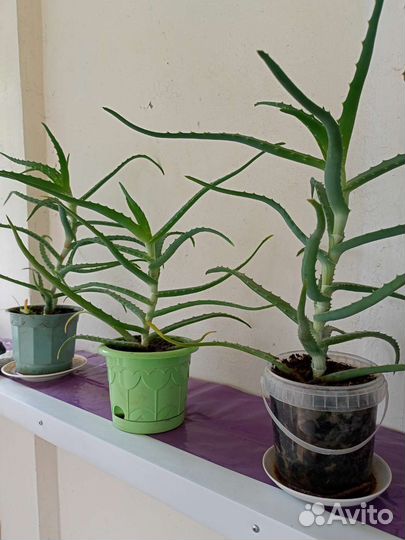 Алоэ (столетник)