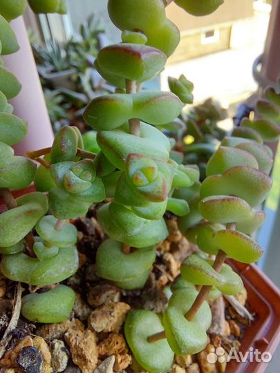 Суккуленты-1