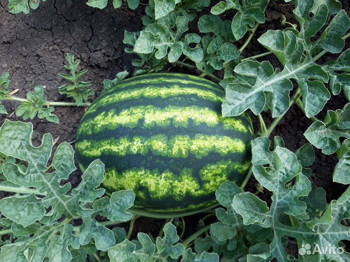 Продукты питания