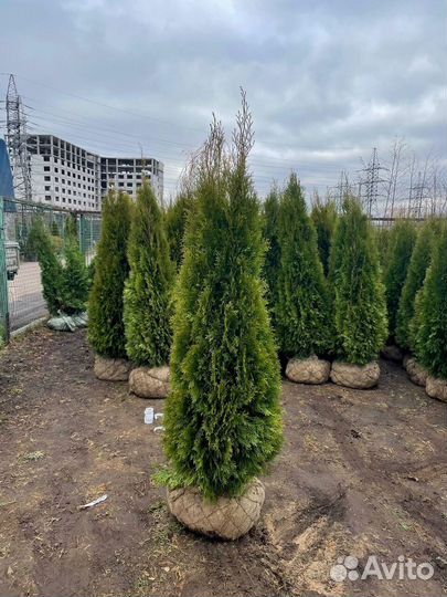 Туя из питомника