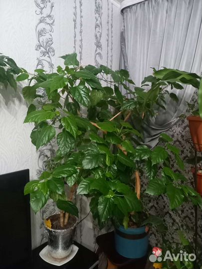 Гибискус китайская роза