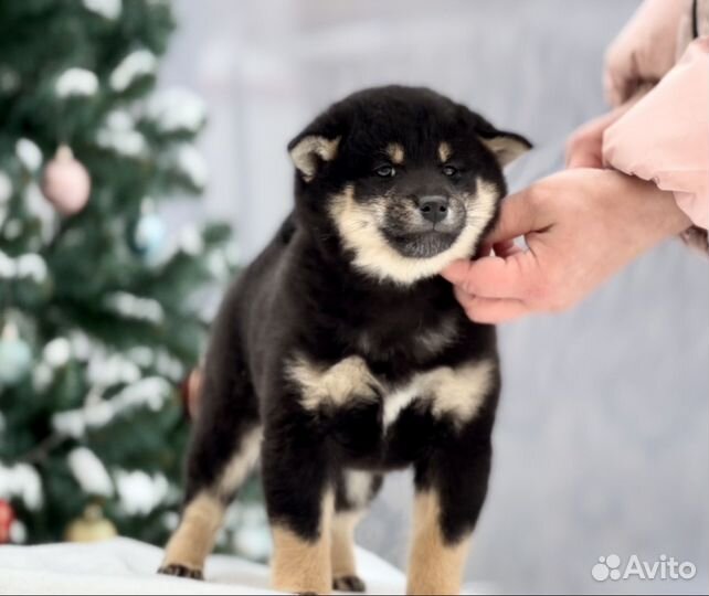 Щенки сиба ину