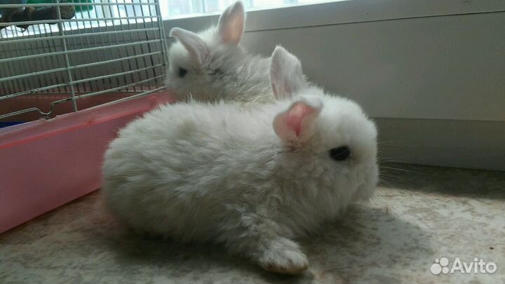 Вислоухие кролики