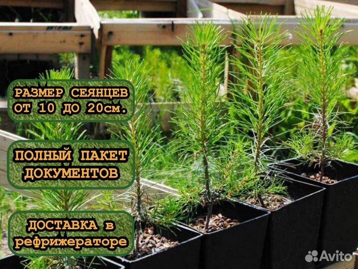 Сеянцы сосны зкс и ели зкс