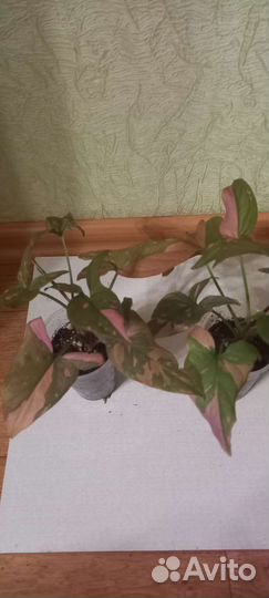 Сингониумы