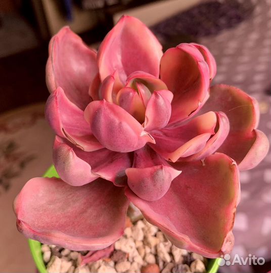 Echeveria Golden State variegated