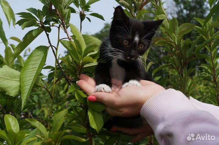 Котёнок мальчик 1 месяц в добрые руки