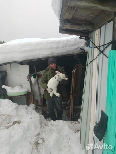 Продам кроликов породы Фландерс