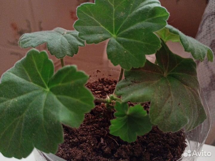 Пеларгония сортовая