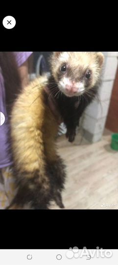 Хорек ищет даму