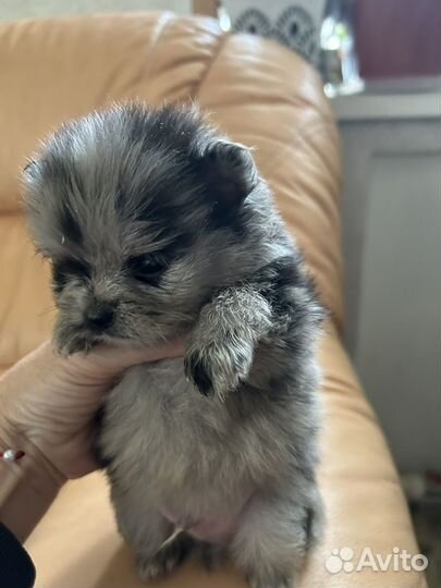 Щеночки шпица