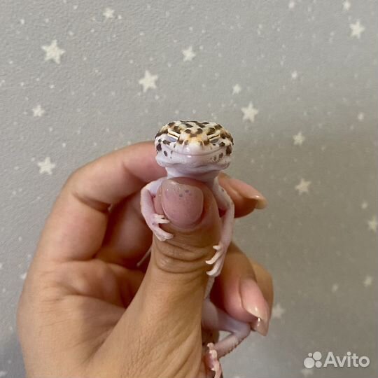 Эублефар 4 мес