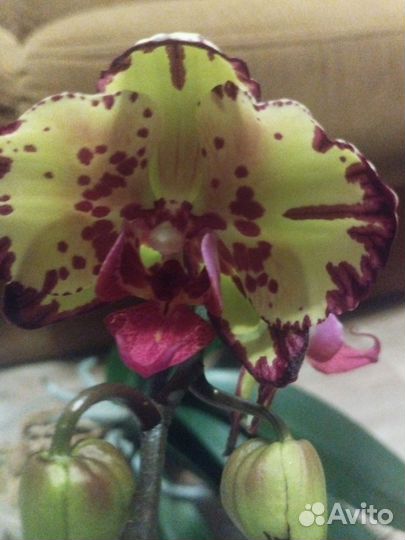 Орхидея фаленопсис
