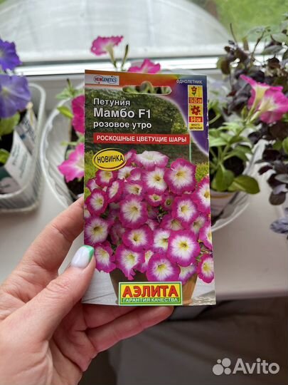 Петуния розовое утро