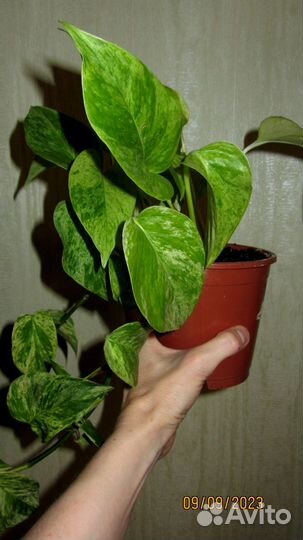 Эпипремнум